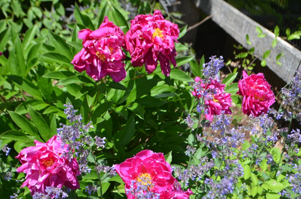 peony waiting to be deadheaded