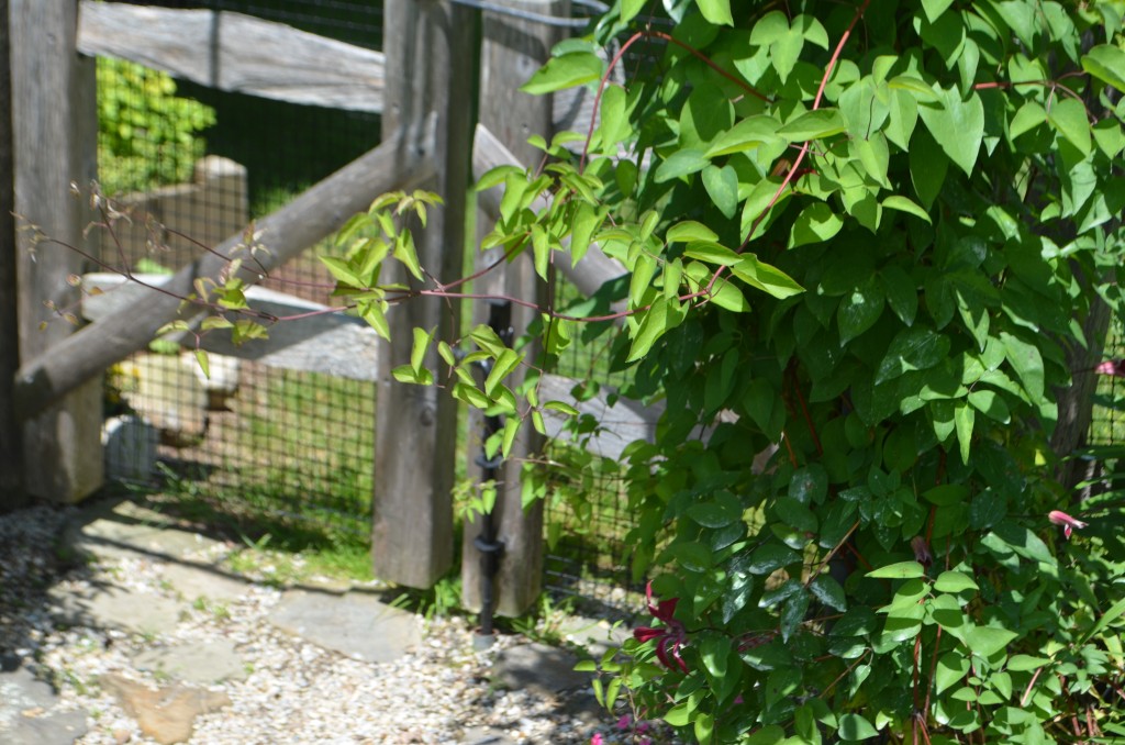 'Gravetye Beauty'clematis