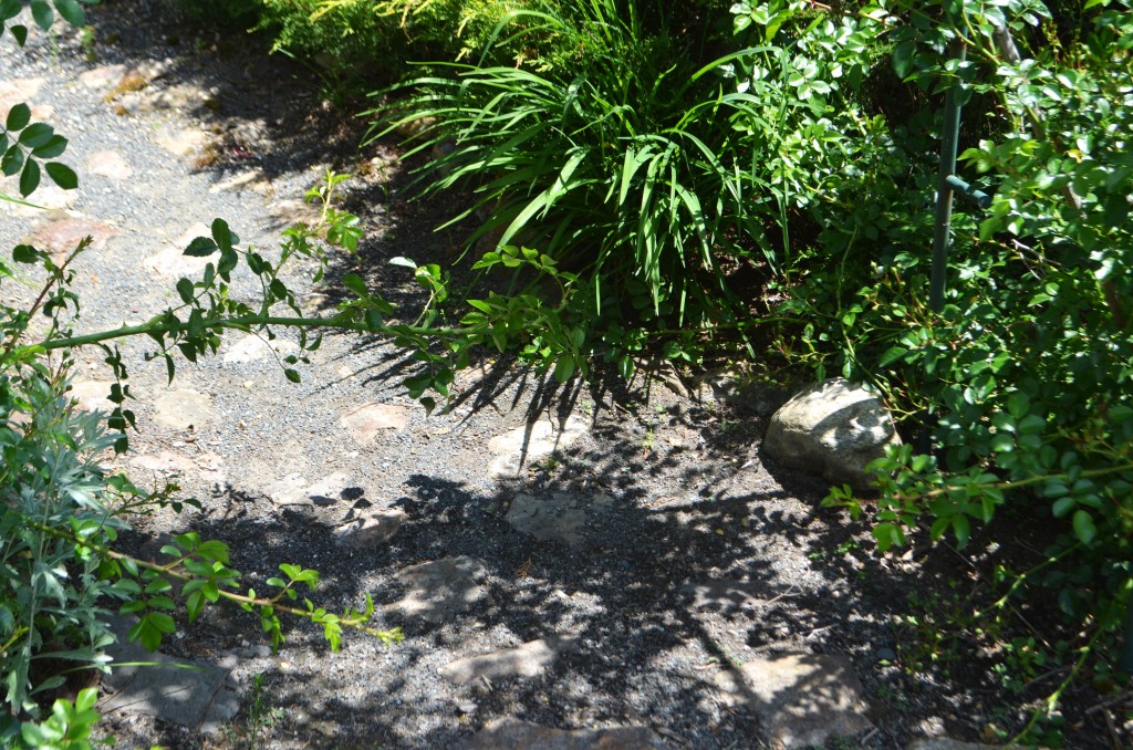 rose cane in the path