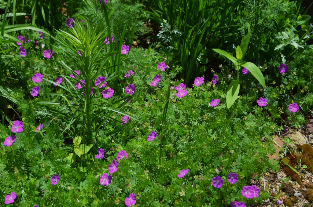 so many things growing into the geraniums
