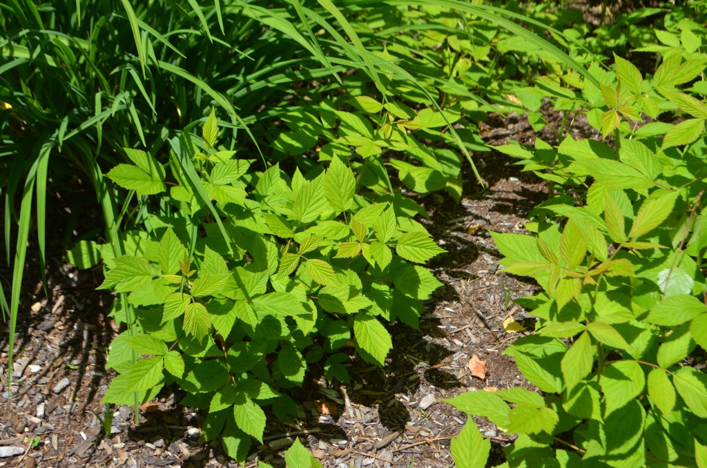 prolific raspberry canes