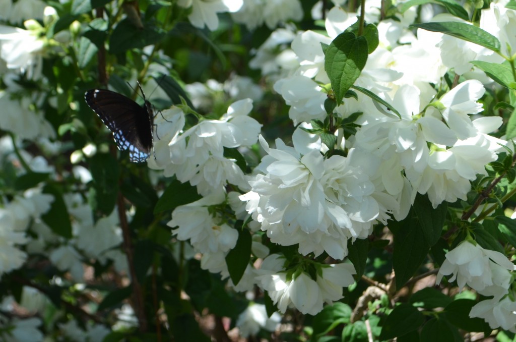 butterfly on mock orange