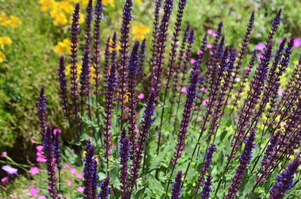 Salvia'cardonna'