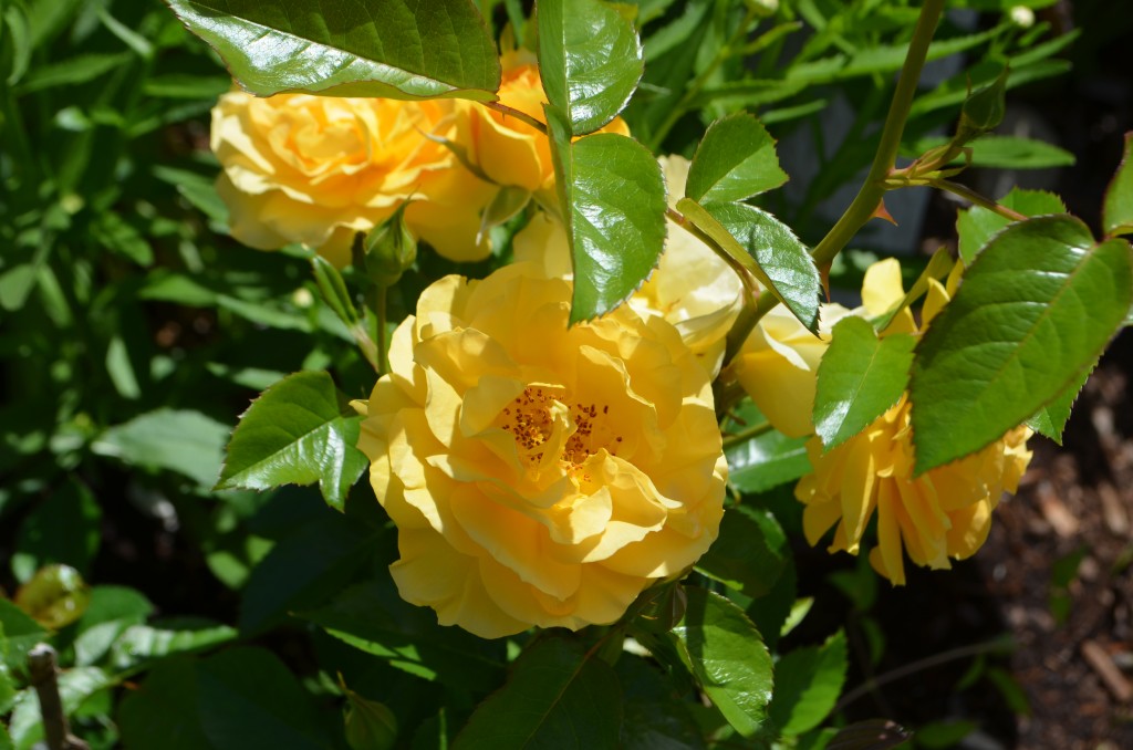 rosa 'Julia Child'