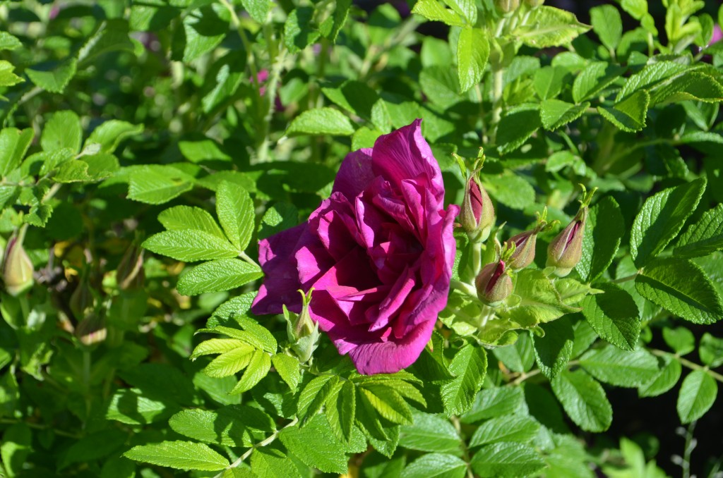 rosa de l'hay
