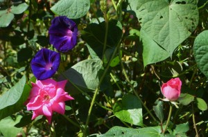 Grandpa Ott in a rose
