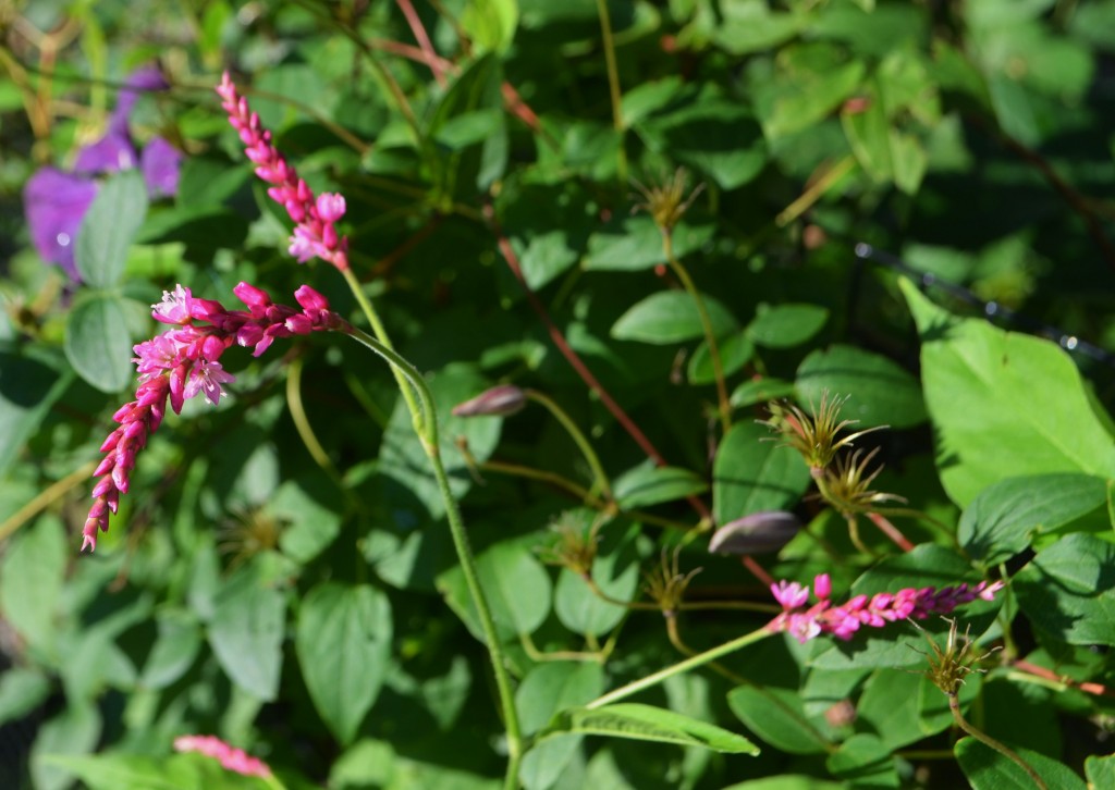 Kiss Me Over the Garden Gate