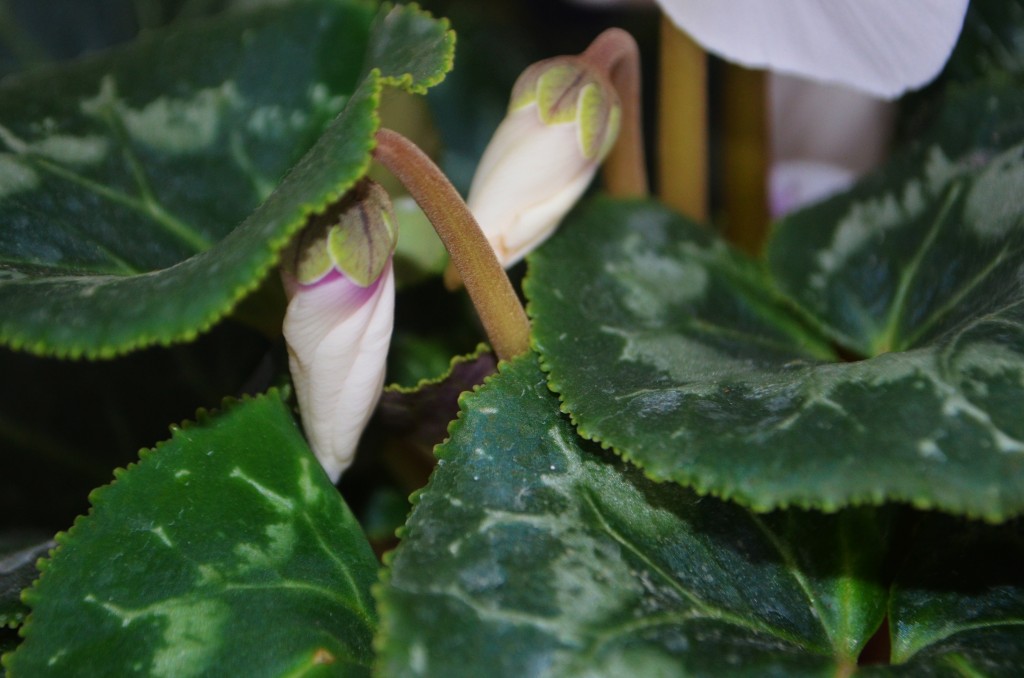 cyclamen