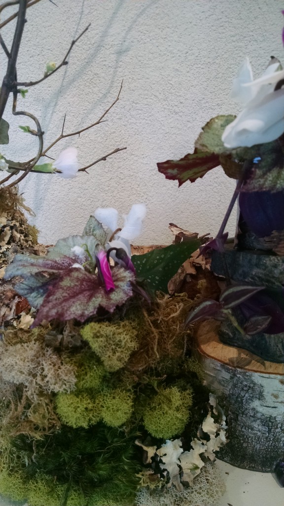 IMG_20150206_105039537