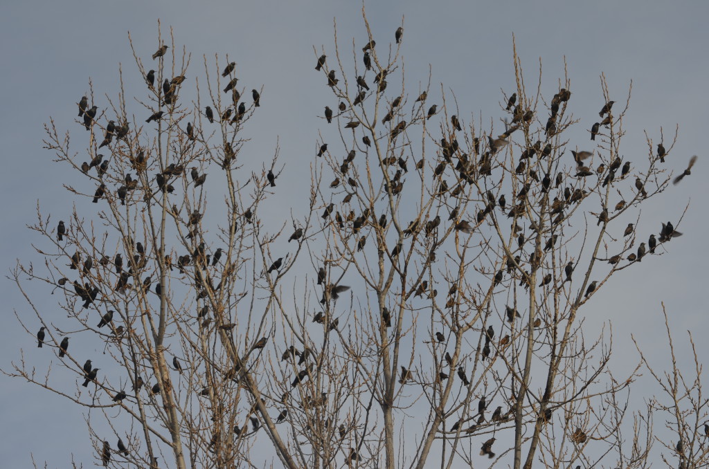 this flock of birds hung around here for days 