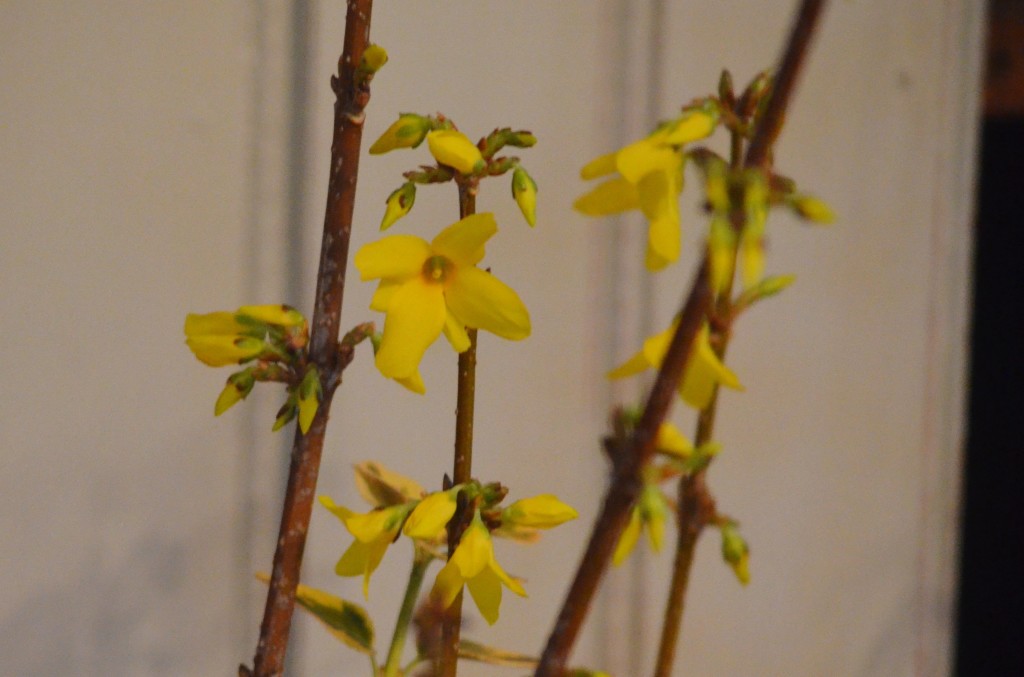 forsythia