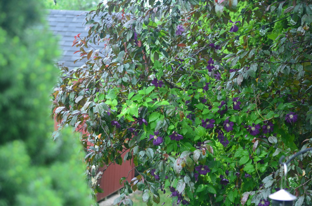 etoilee violette in crabapple tree