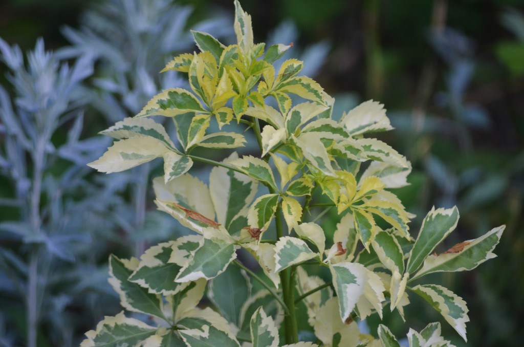 five leaf aralia
