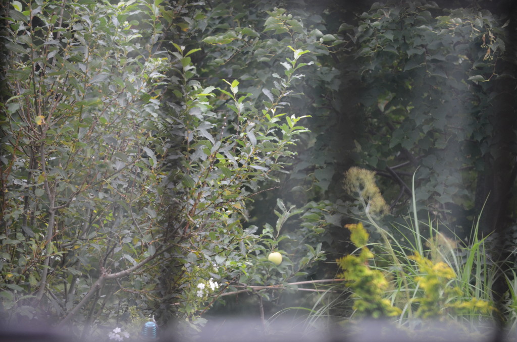 view out the window from my seat on the couch