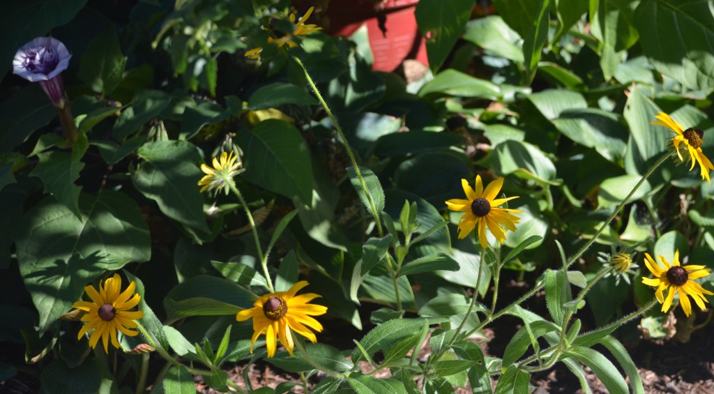 rudbeckia 
