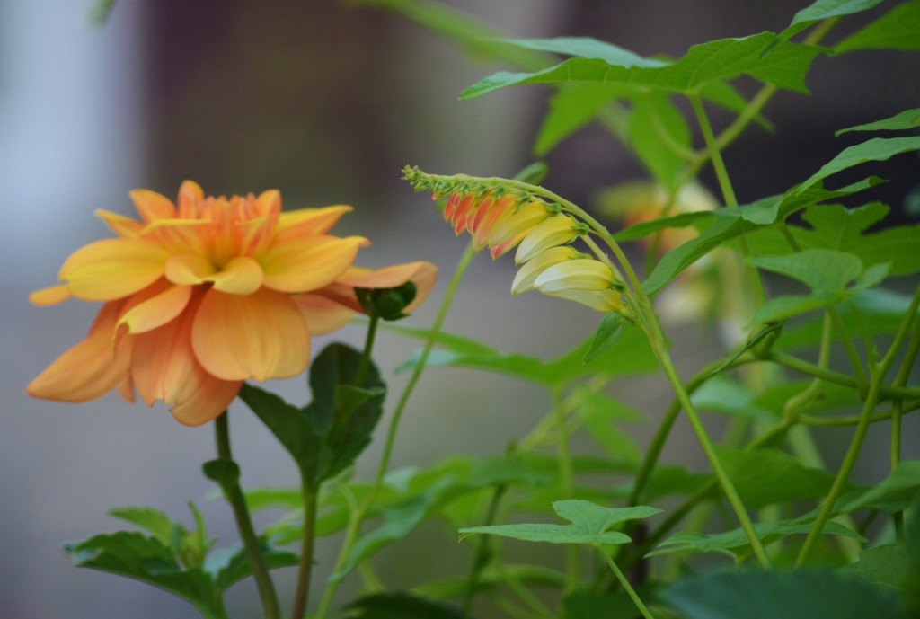 dahlia 'Gingersnaap' and mina lobata