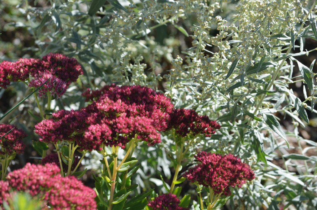 sedum and artemesia