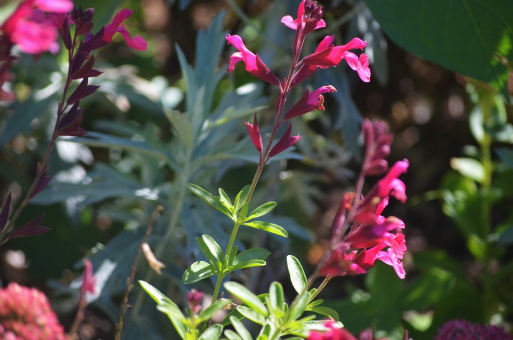 salvia ' greggii'cold hardy pink'