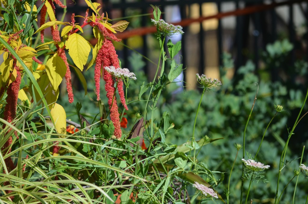 daucus carrota and coral amaranth