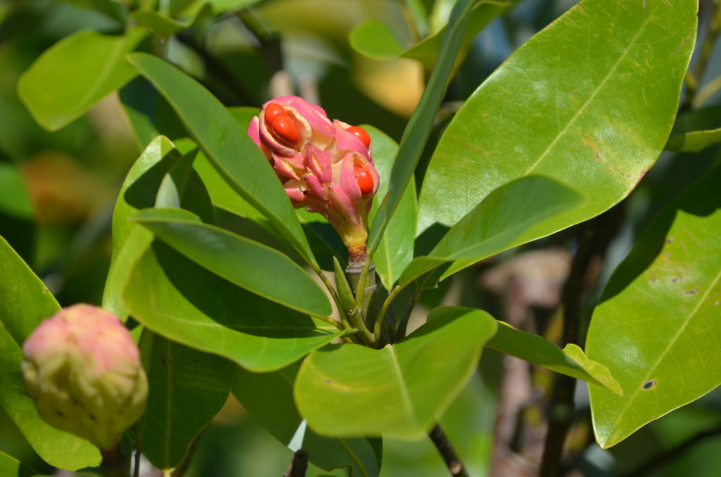 magnolia virginiana seedheads