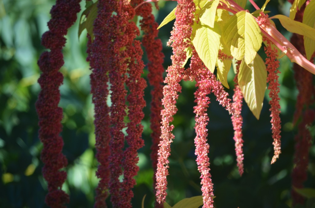 coral amaranth