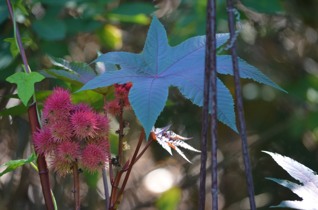castor bean ( carmencita)
