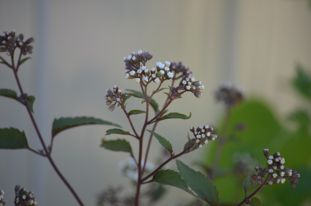 eupatorium rugosum 'Chocolate'