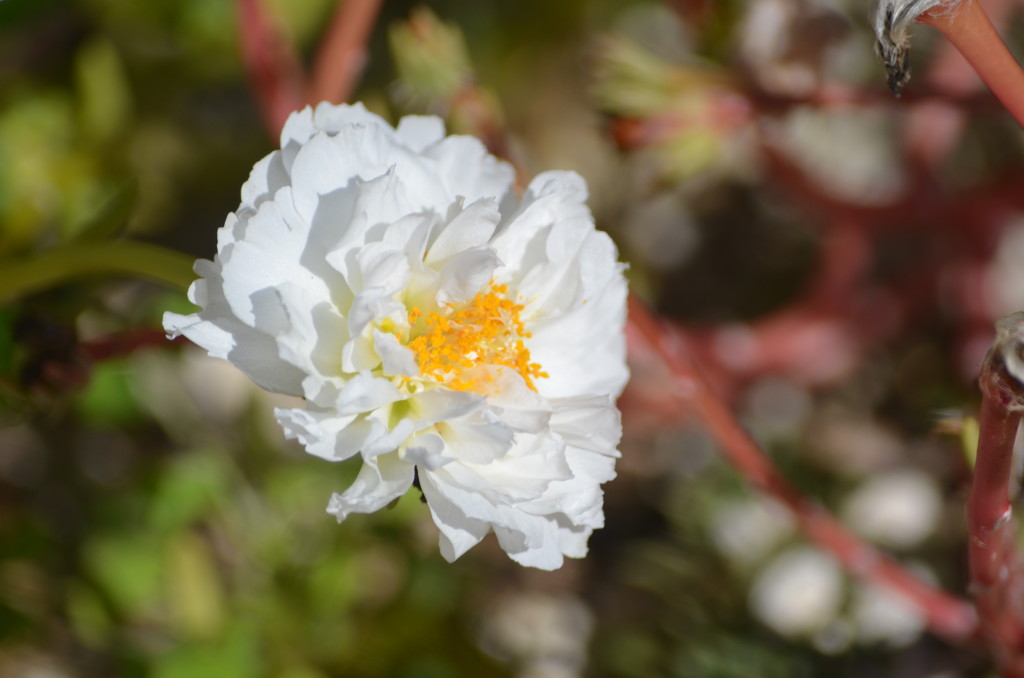 a self seeded portulaca