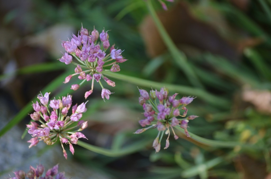  allium senescens var glaucum