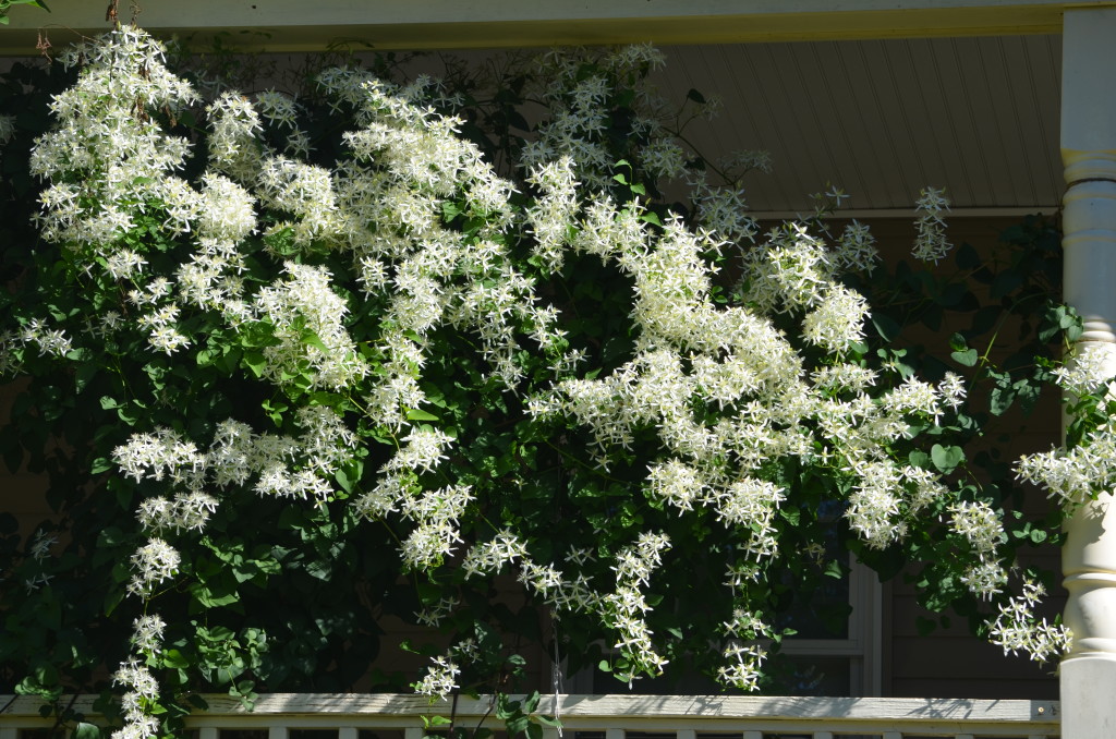 clematis terniflora