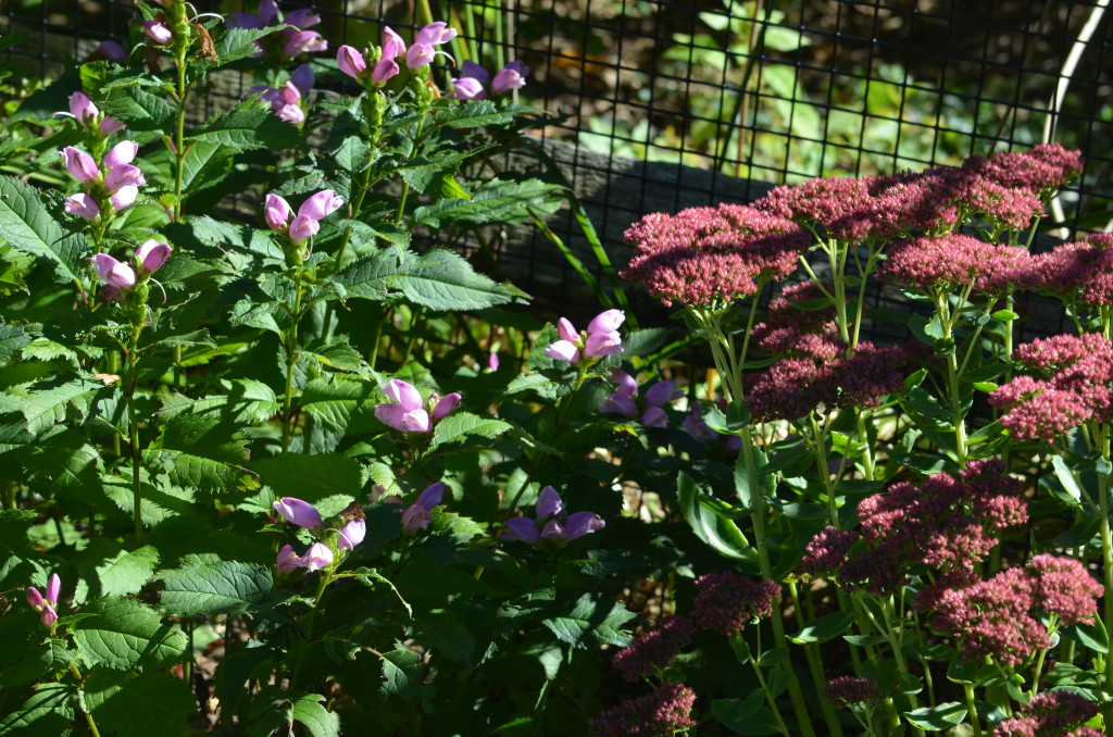 sedum and turtlehead