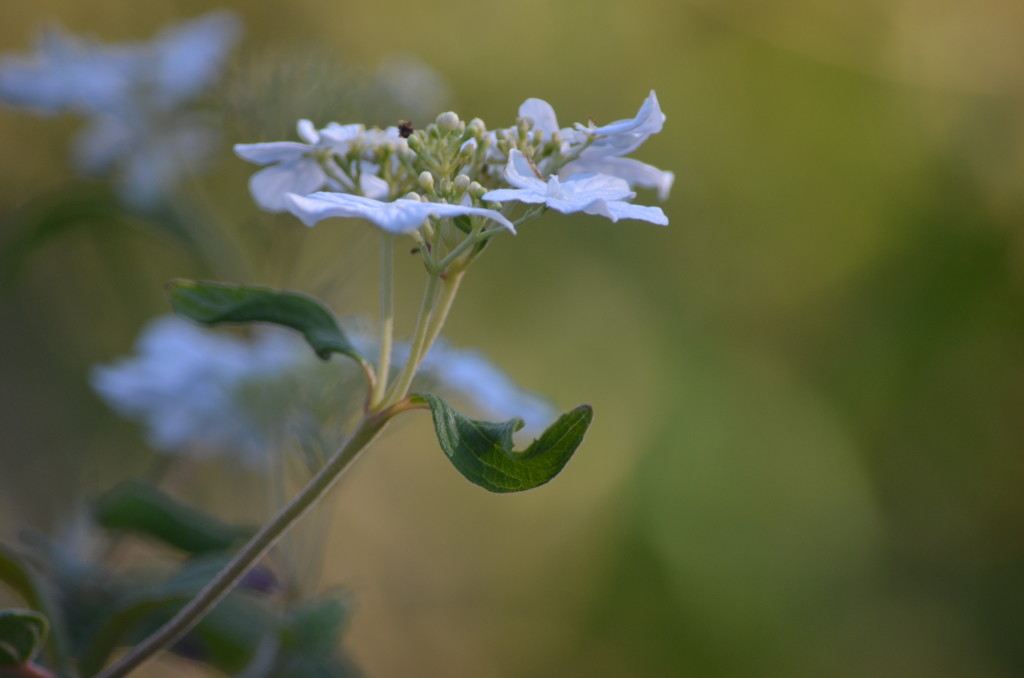 viburnum plicatum f.tomentosum "summer snowflake'