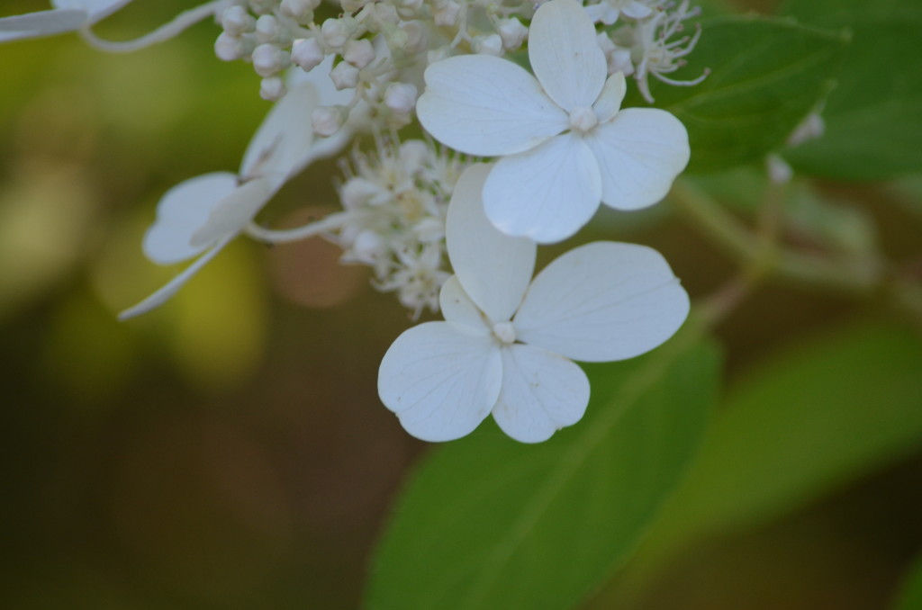 a seedling hydrangea paniculata 