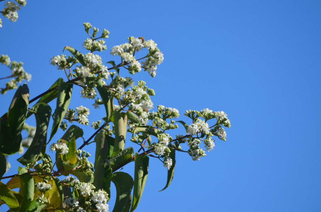 heptacodium miconioides