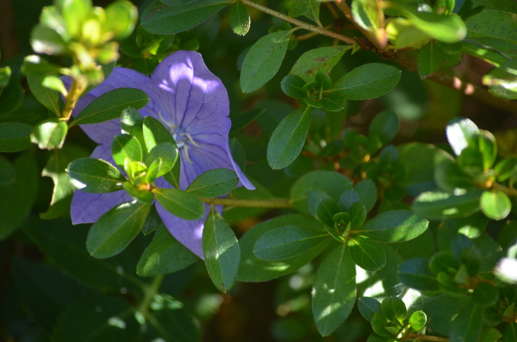 platycodon gradiflora