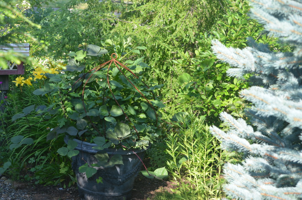 large pot with dahlia, mum, sedum, hyacinth bean vine