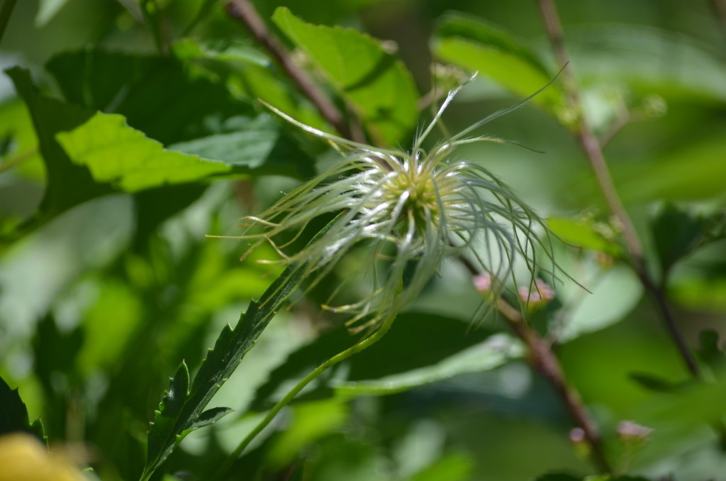 radar love seed head