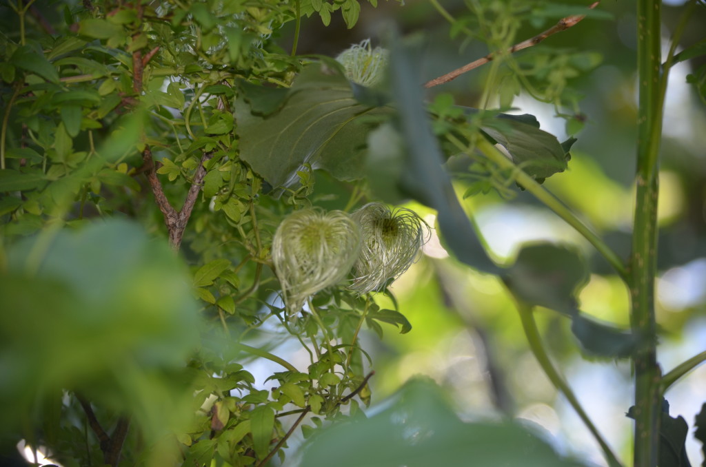 seed heads of bill MAc