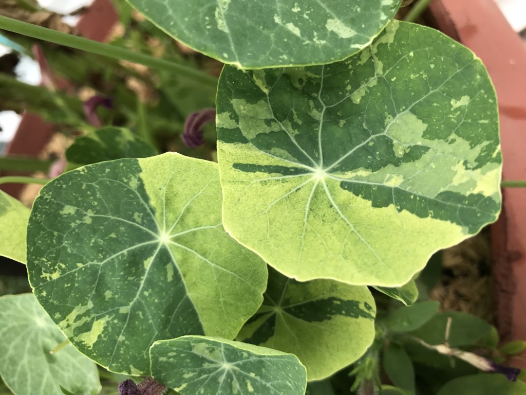 variegated nasturtium