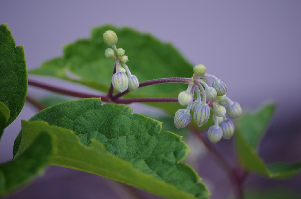 buds of Mrs. Robert Brydon